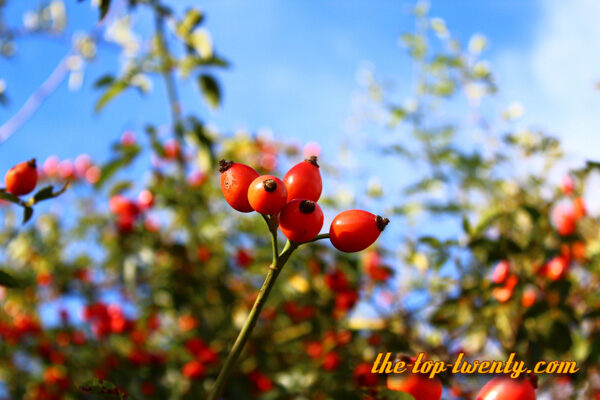 Rose hip